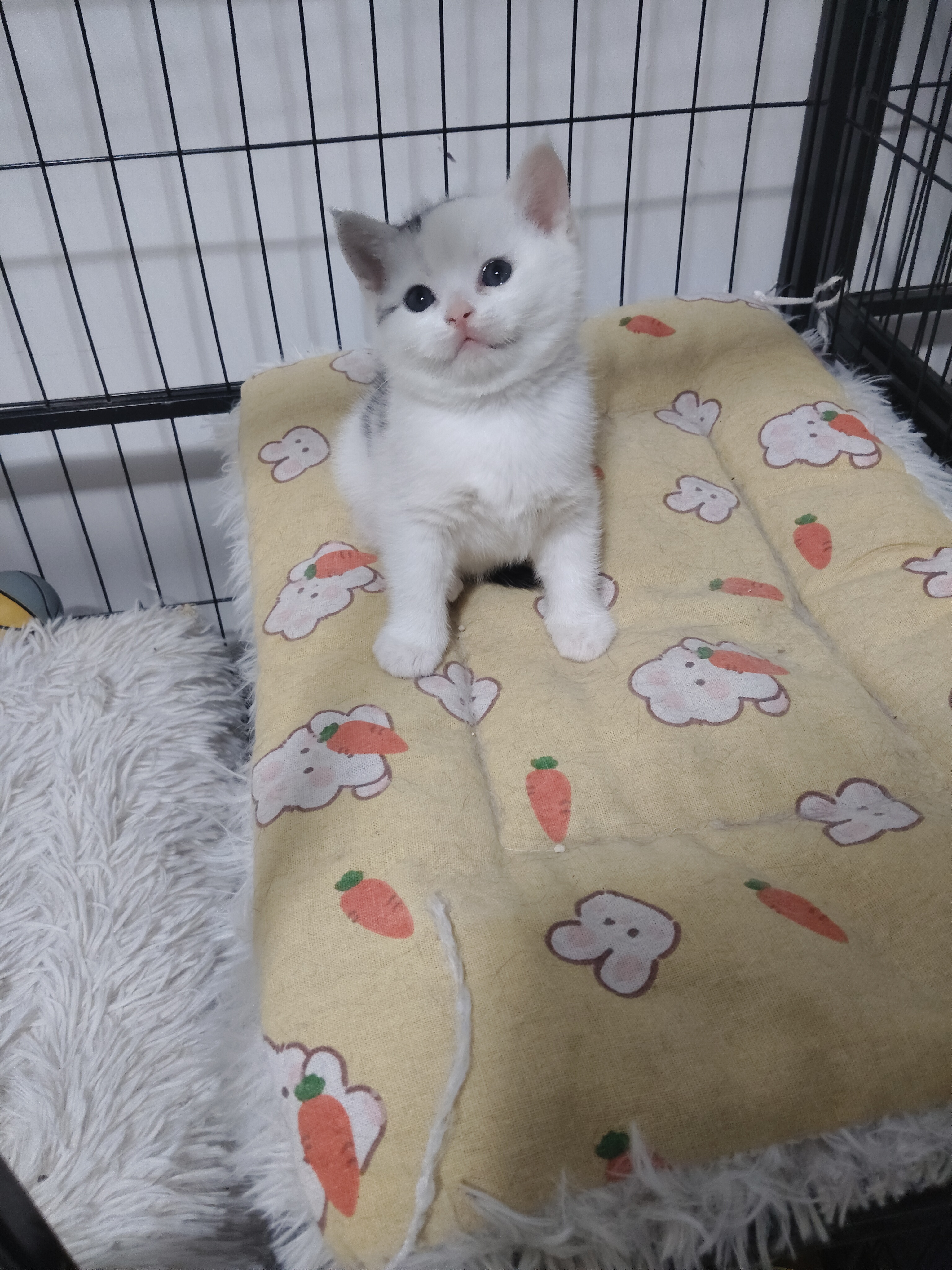 美短高白弟弟 性格温顺